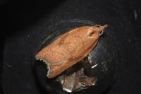 Acleris rhombana