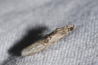 Nephopterix angustella
