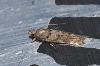 Teleiopsis diffinis