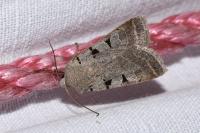 Eugnorisma glareosa
