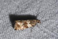 Celypha cespitana