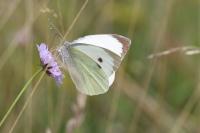 Pieris brassicae