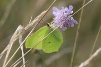 Gonepteryx rhamni