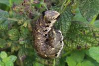 Agrius convolvuli