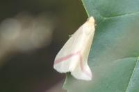 Rhodometra sacraria