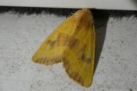 Atethmia centrago