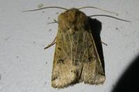Anchoscelis lunosa