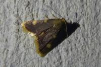 Hypsopygia costalis
