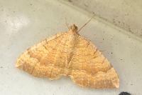 Camptogramma bilineata