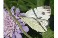 Pieris napi