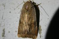Noctua janthe/janthina