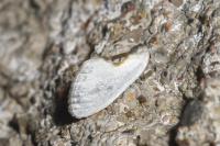 Cilix hispanica