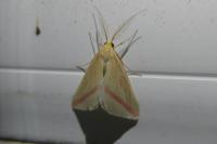 Rhodometra sacraria