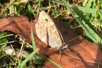 Lasiommata megera