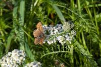 Lycaena tityrus