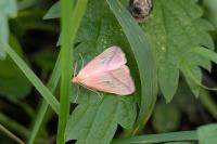 Rhodometra sacraria