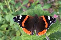 Vanessa atalanta