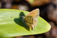 Cacyreus marshalli