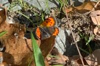 Lycaena phlaeas