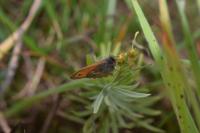 Coenonympha pamphilus