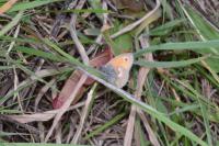 Coenonympha pamphilus