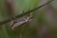 Crambus