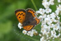 Lycaena phlaeas