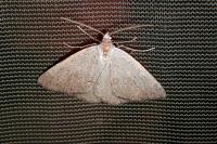 Pachycnemia tibiaria