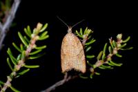 Acleris rhombana
