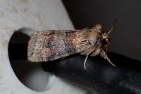 Cymatophorina diluta