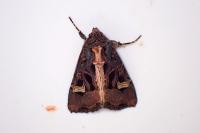 Trigonophora flammea