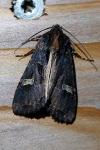 Trigonophora flammea