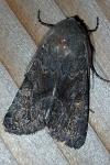 Aporophyla lueneburgensis