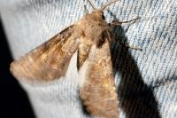 Aporophyla lueneburgensis