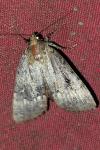 Amphipyra berbera/pyramidea