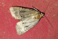 Amphipyra berbera/pyramidea
