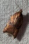 Acleris rhombana