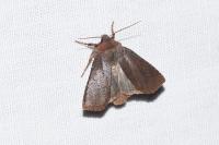 Conistra ligula