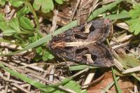Trigonophora flammea
