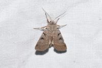 Eugnorisma glareosa
