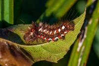 Acronicta rumicis