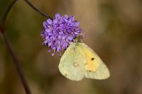 Colias crocea