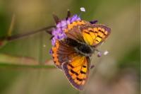 Lycaena phlaeas