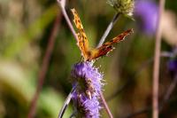 Polygonia c-album