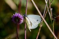 Pieris napi