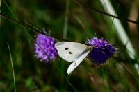 Pieris rapae