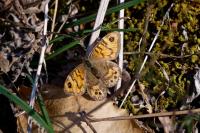 Lasiommata megera