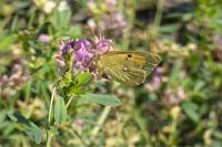 Colias crocea