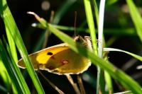 Colias crocea