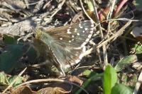 Pyrgus armoricanus
